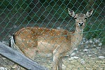 Animali nel parco in visita alla fattoria didattica