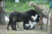 L'agriturismo rio Cavalli è fattoria didattica per tutti