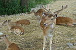 Animali nel parco in visita alla fattoria didattica