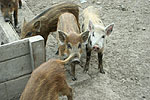 Animali nel parco in visita alla fattoria didattica