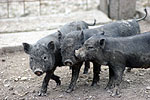 Animali nel parco in visita alla fattoria didattica