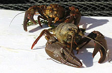 Gambero di Fiume astacus-astacus