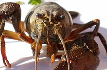 Gambero di Fiume astacus-astacu