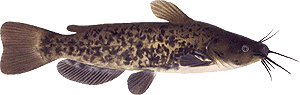pesca del pesce gatto americano